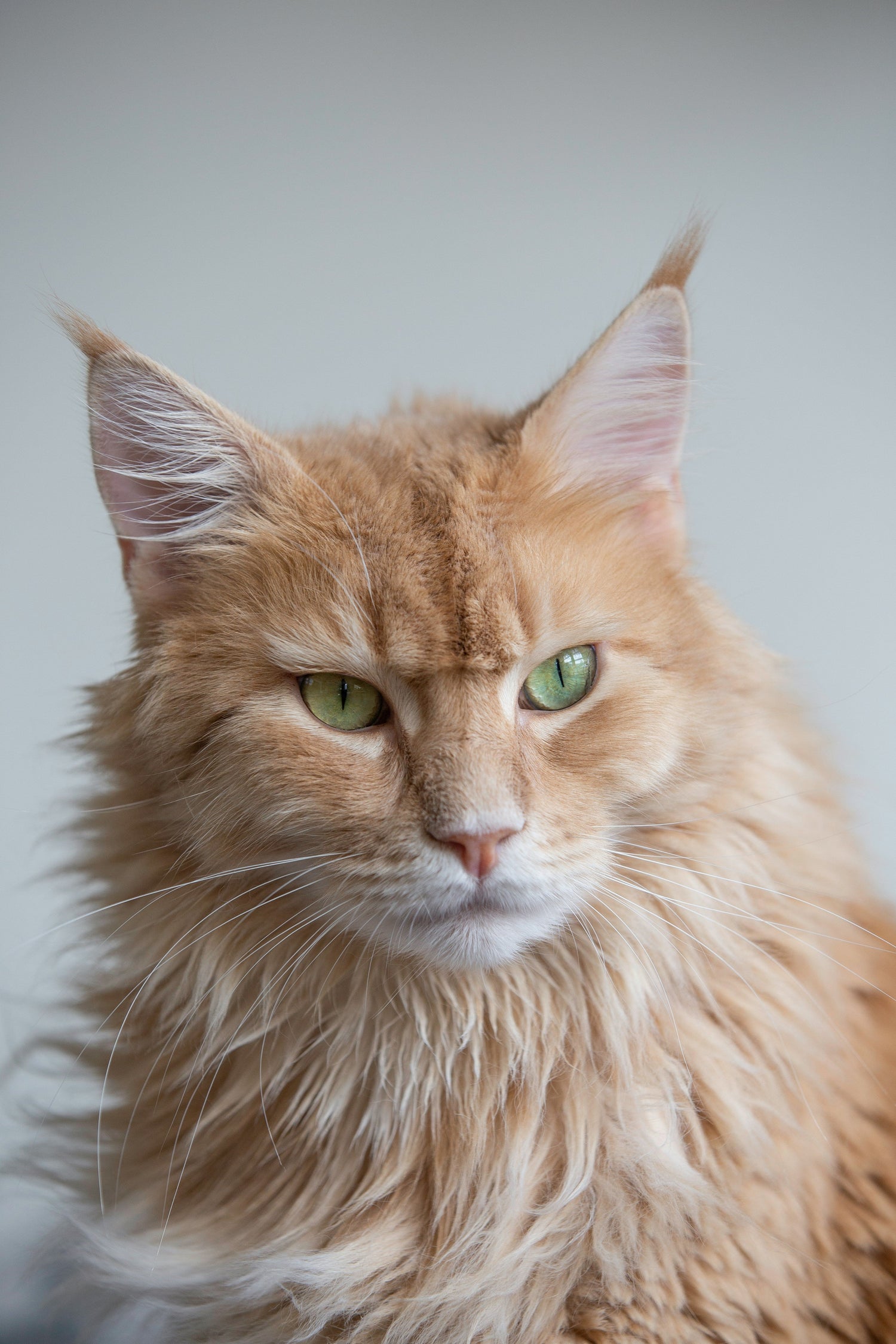For cat